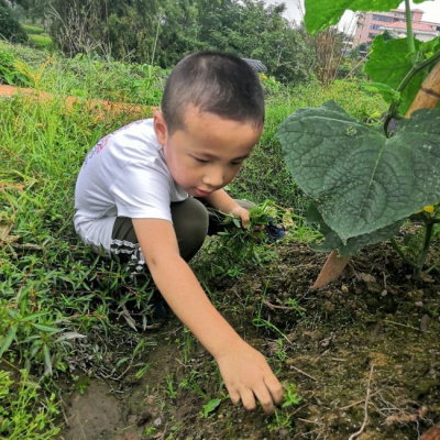 “汗滴禾下土 粒粒皆辛苦”——厚德教育幼小衔接劳动教育主题活动